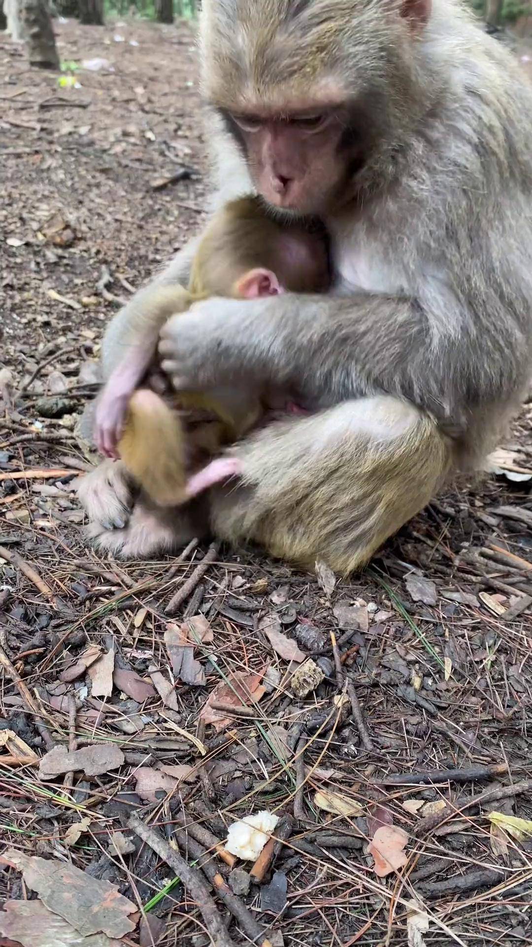 刚出生的小猴子