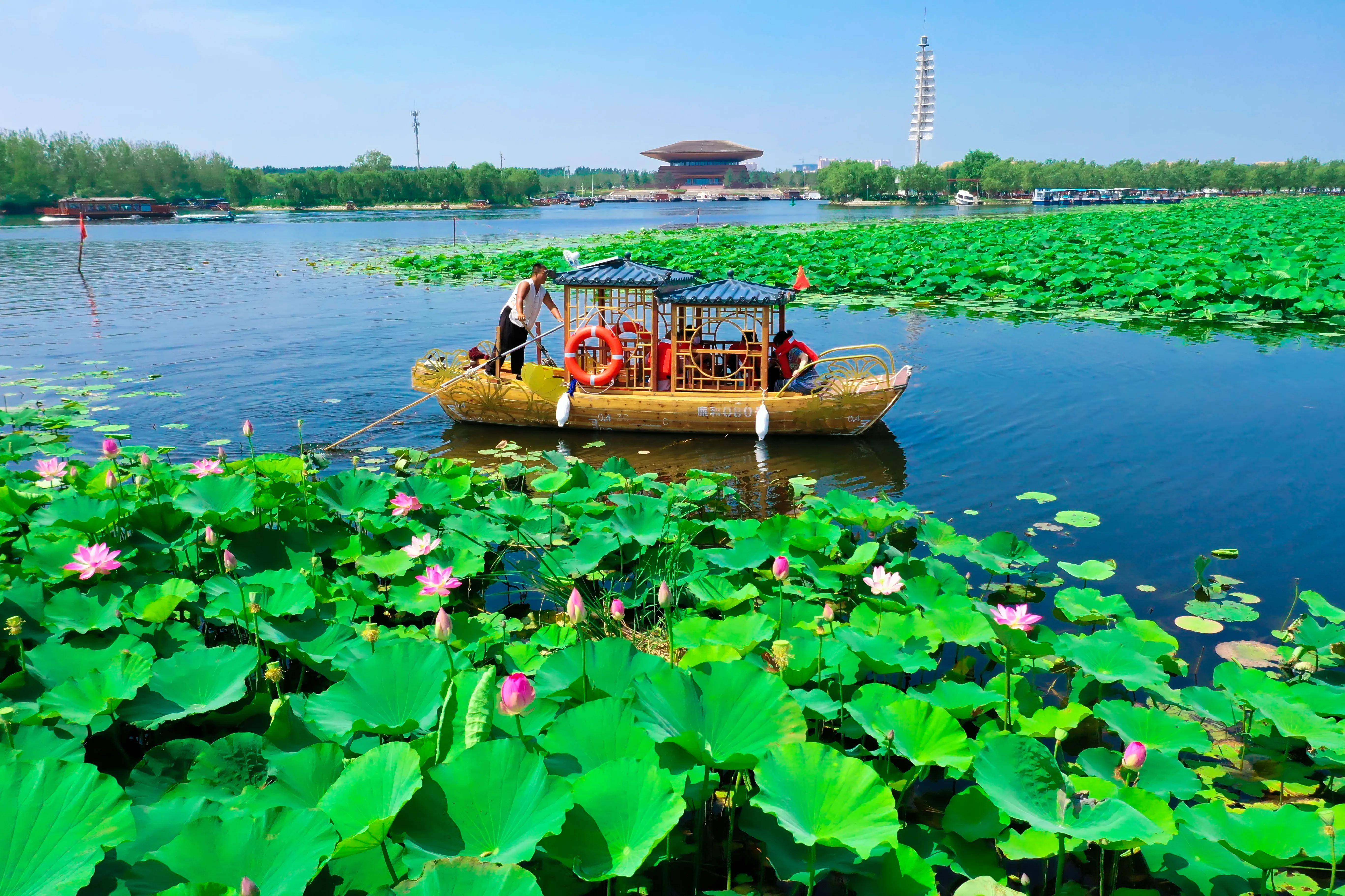 白洋淀荷花大观园图片图片