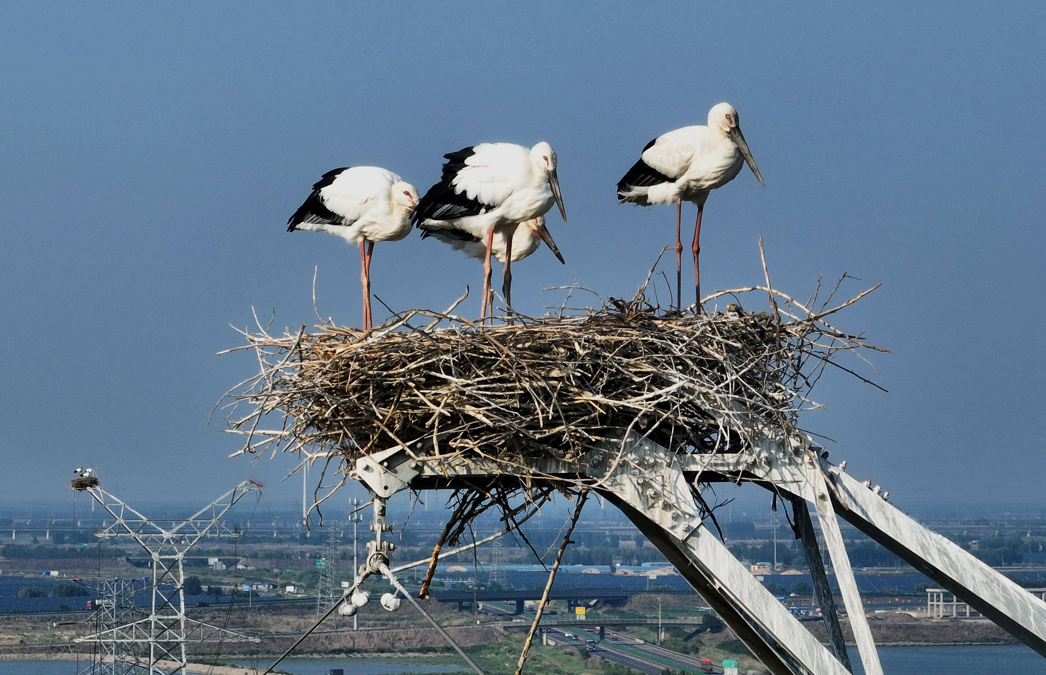 (环境)河北唐山:又到东方白鹳沿海育雏时_杨世尧_新华社_无人机