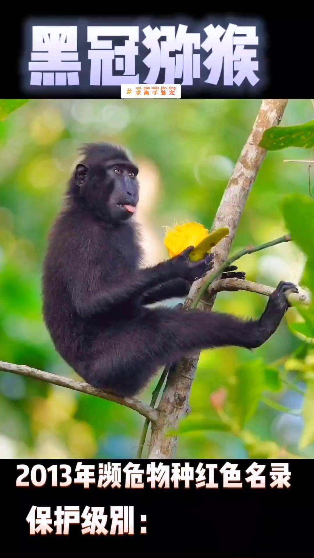 爱吃芒果的黑冠猕猴,你见过吗?