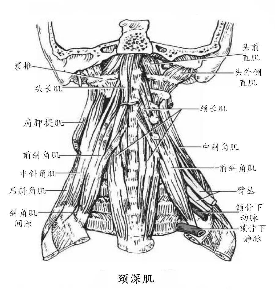 颈部斜角肌图图片