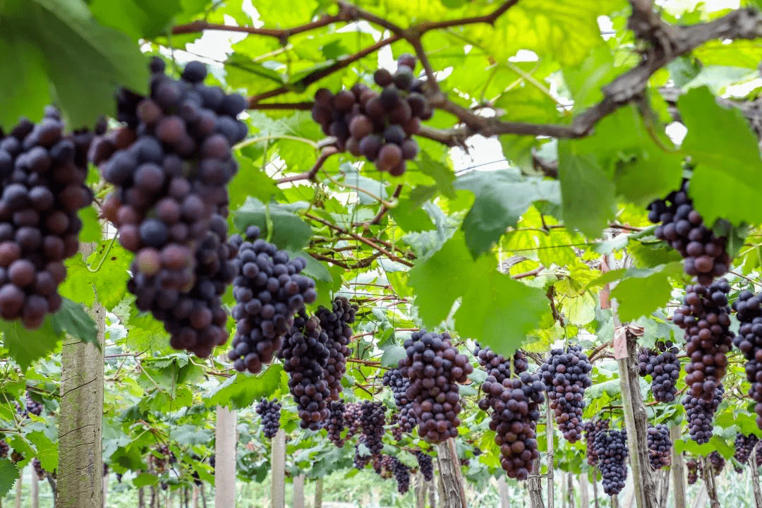 为了方便各位采摘主办方特地整理了一份璧山区葡萄风情园导览图大家