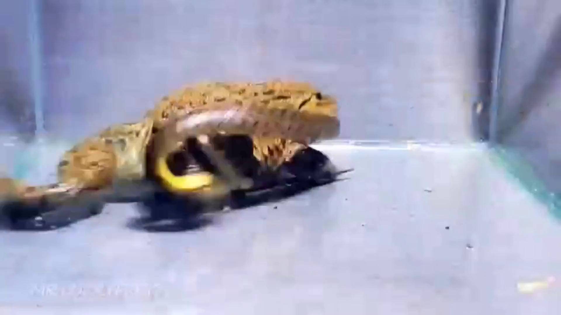 牛蛙吃辣条非洲牛蛙牛蛙吃蛇蛇动物世界神奇动物在抖音