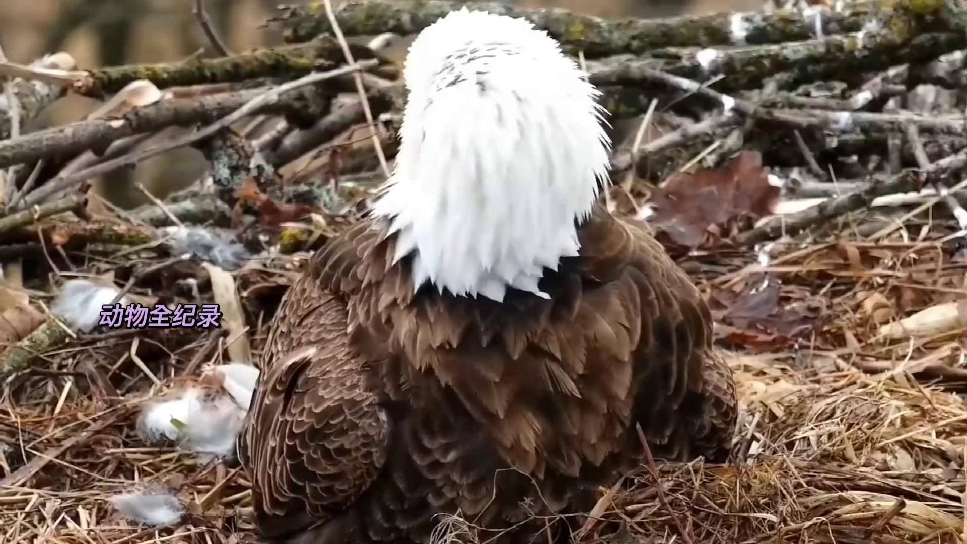 11号白头海雕育雏后续来了鸟类 万物皆有灵性 养育幼崽 野生动物零