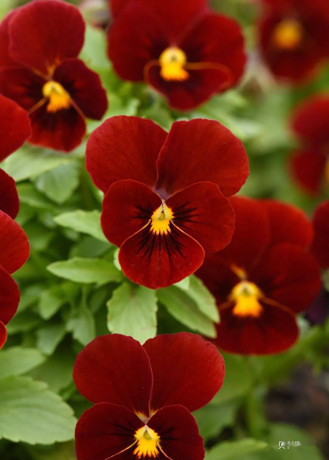 【种苗订货季】冬日里的精灵-角堇 果汁冰糕 2023种苗火热预定中.