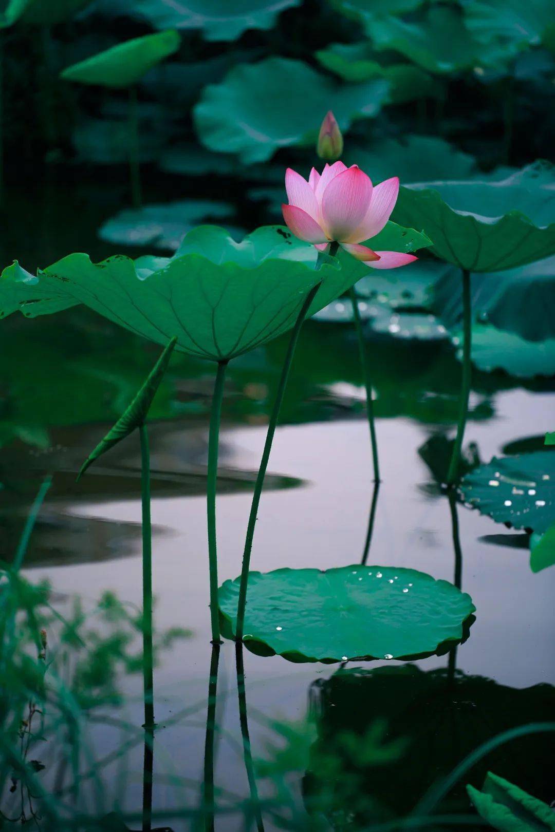 诗仙妙笔绘夏意,园景清幽更胜春_李白_夏日的阳光_幽幽