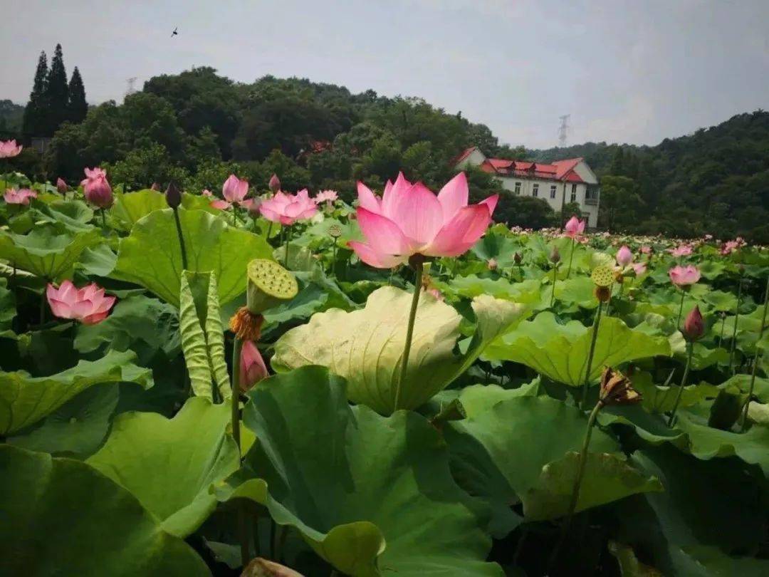 全球学子嘉游赣·诗说九江追浔季丨以荷花之名,赴一场仲夏之约_旅游