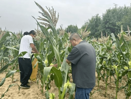 甜嫩玉米笋 一亩双收助振兴_北台_博士_平谷