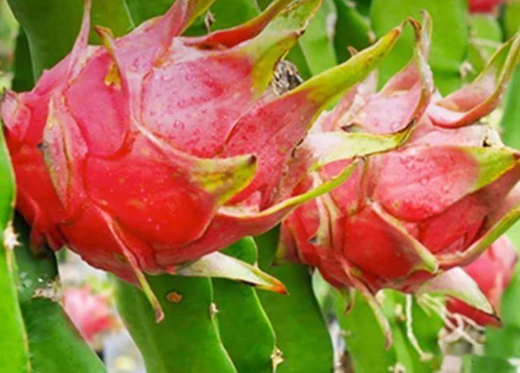 浙西红心火龙果设施栽培技巧大揭密!_种植_品种_植株