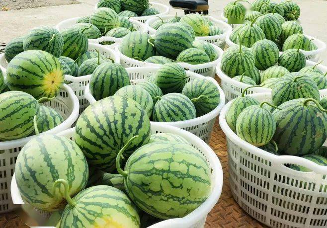 常山这个西瓜亲子嘉年华来啦!