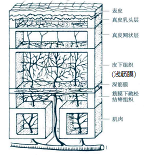 编码讲堂| 皮瓣移植术(一)_皮肤_皮下组织_血管