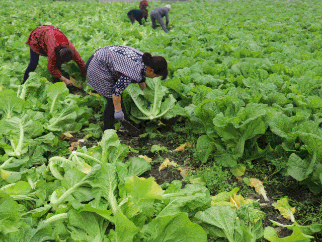 非遗传承技艺酸,甜,爽,辣,脆的四川萝卜,好吃又健康