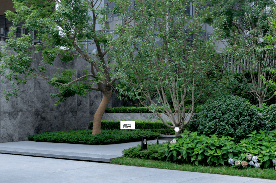 高大乔木类,花乔类,花灌木类丨植物寓意篇_象征_元宝枫_朴树