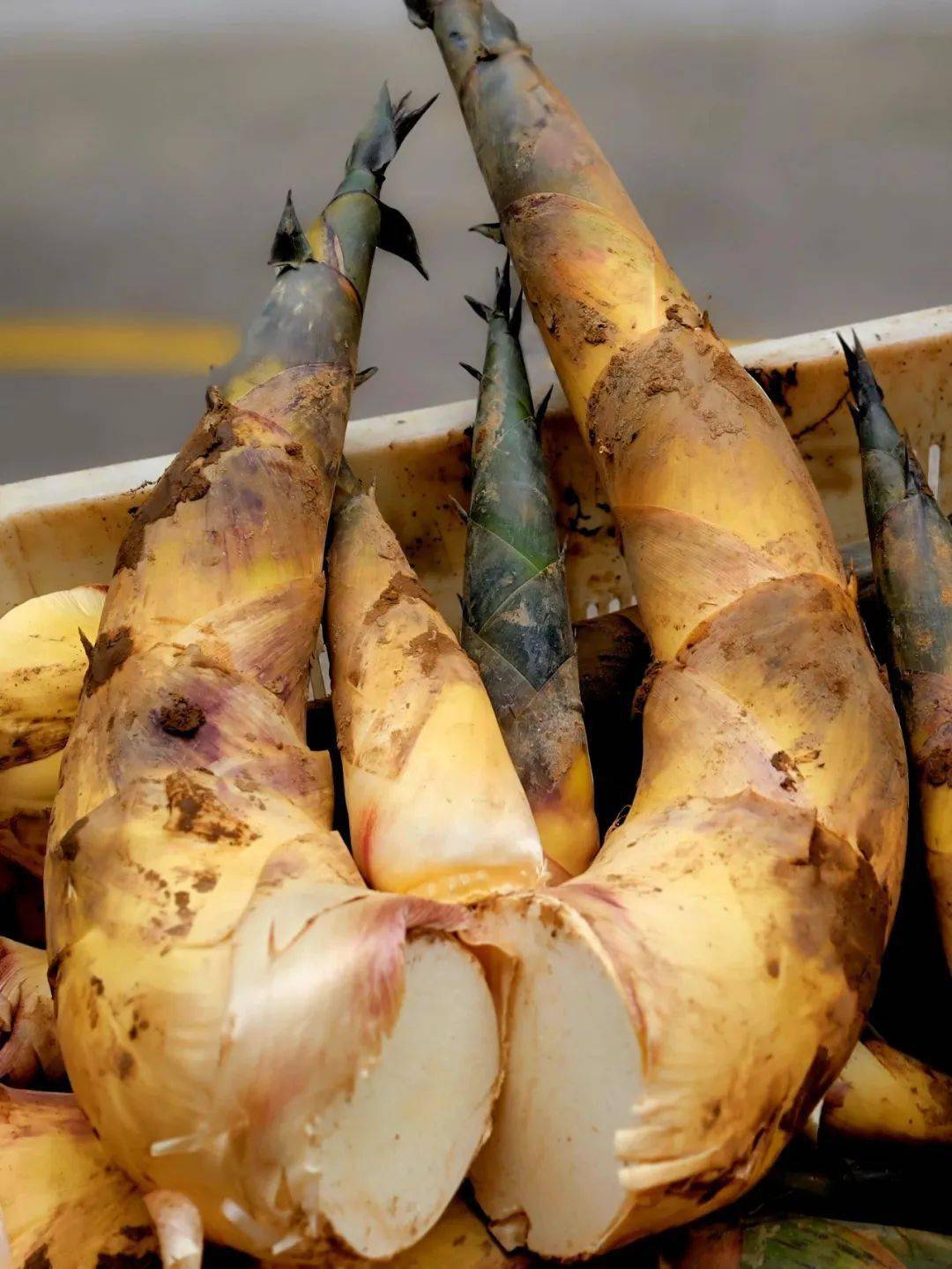 寻味张槎,发现舌尖上的甜爽沙口笋_谭南_竹笋_佛山