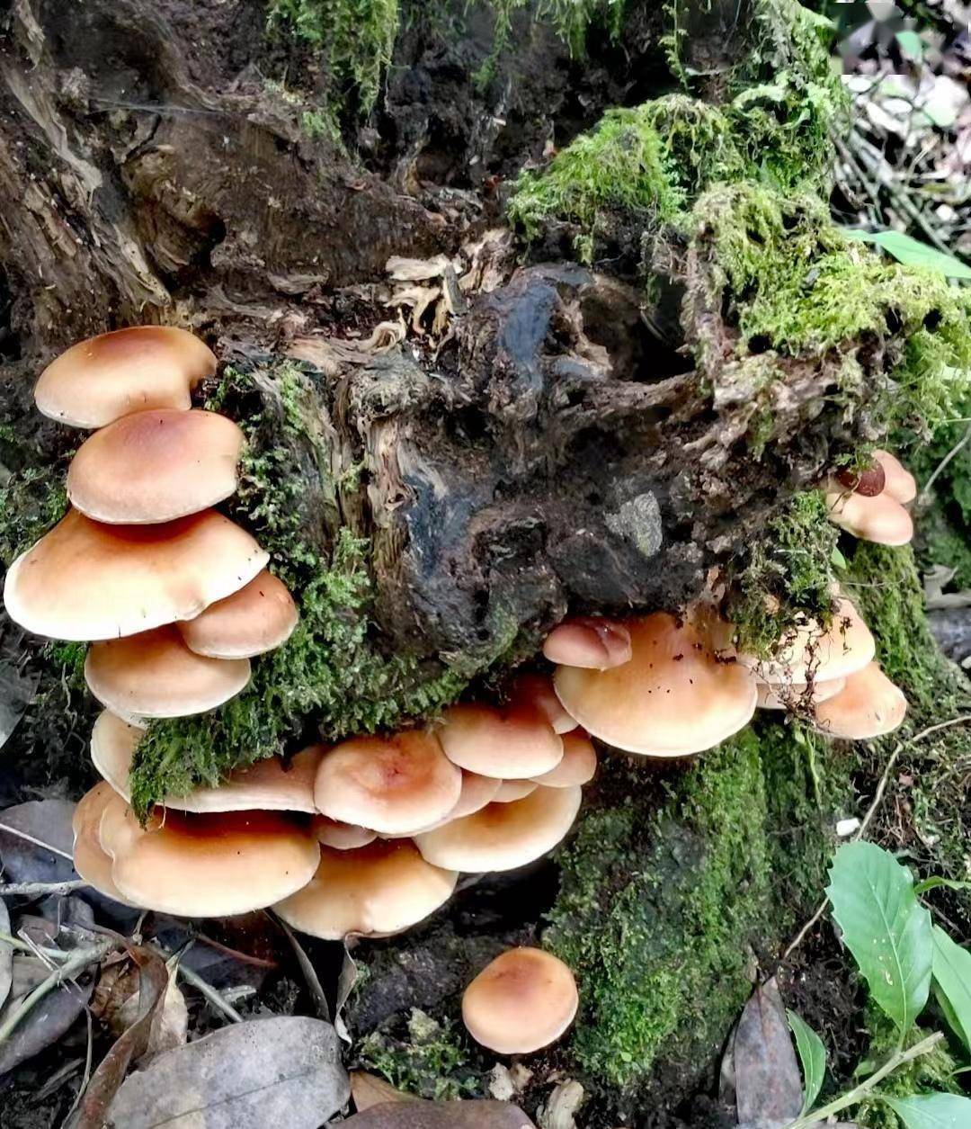 哀牢珍馐——野生香菌