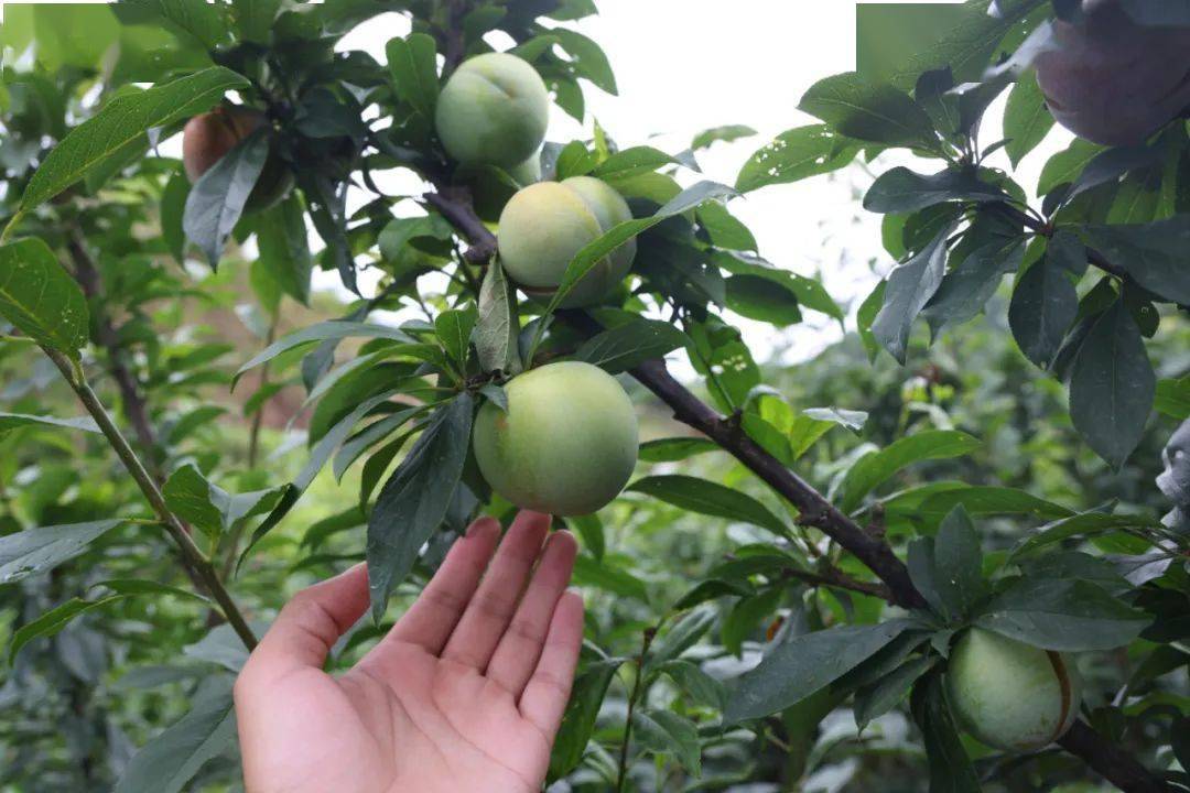 皮青肉赤,脆香多汁,酸酸甜甜的金塘李上市啦!_李子_山潭舟_广场