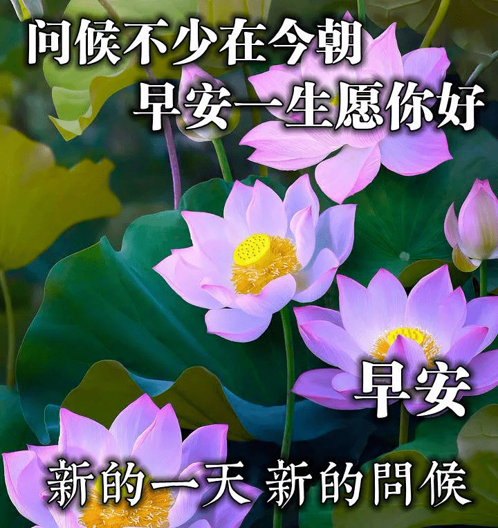 最新版最漂亮的早上好短语句子，祝福问候，开心幸福（早上好的暖心祝福句子）