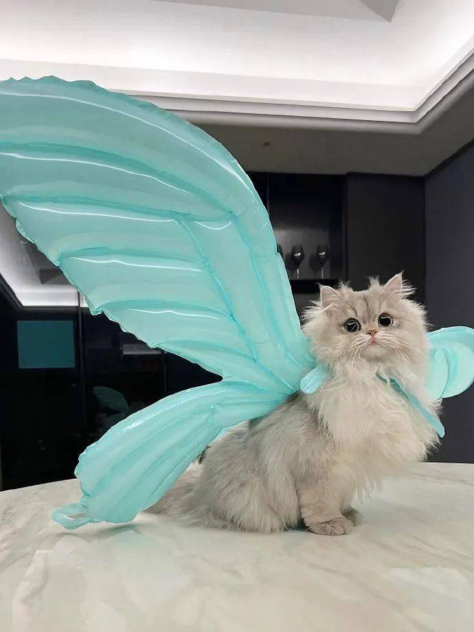 天使猫猫心！好美丽的小猫！_搜狐网