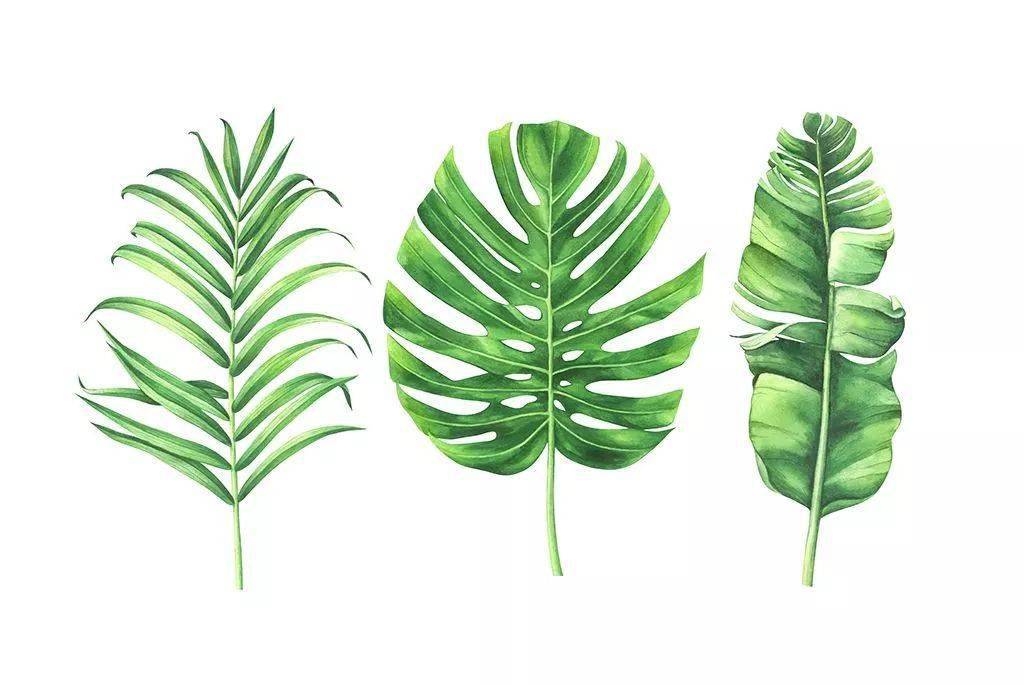 清新的绿植手绘植物笔记,满满的治愈感_方案_秘密_交流