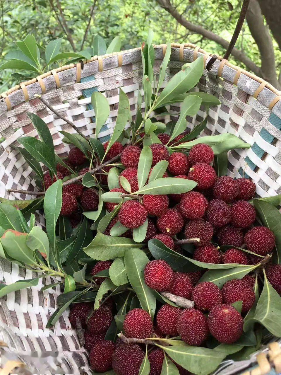 67产地食材 ▎仙居东魁杨梅,甄选好果,鲜甜爆汁不酸牙!