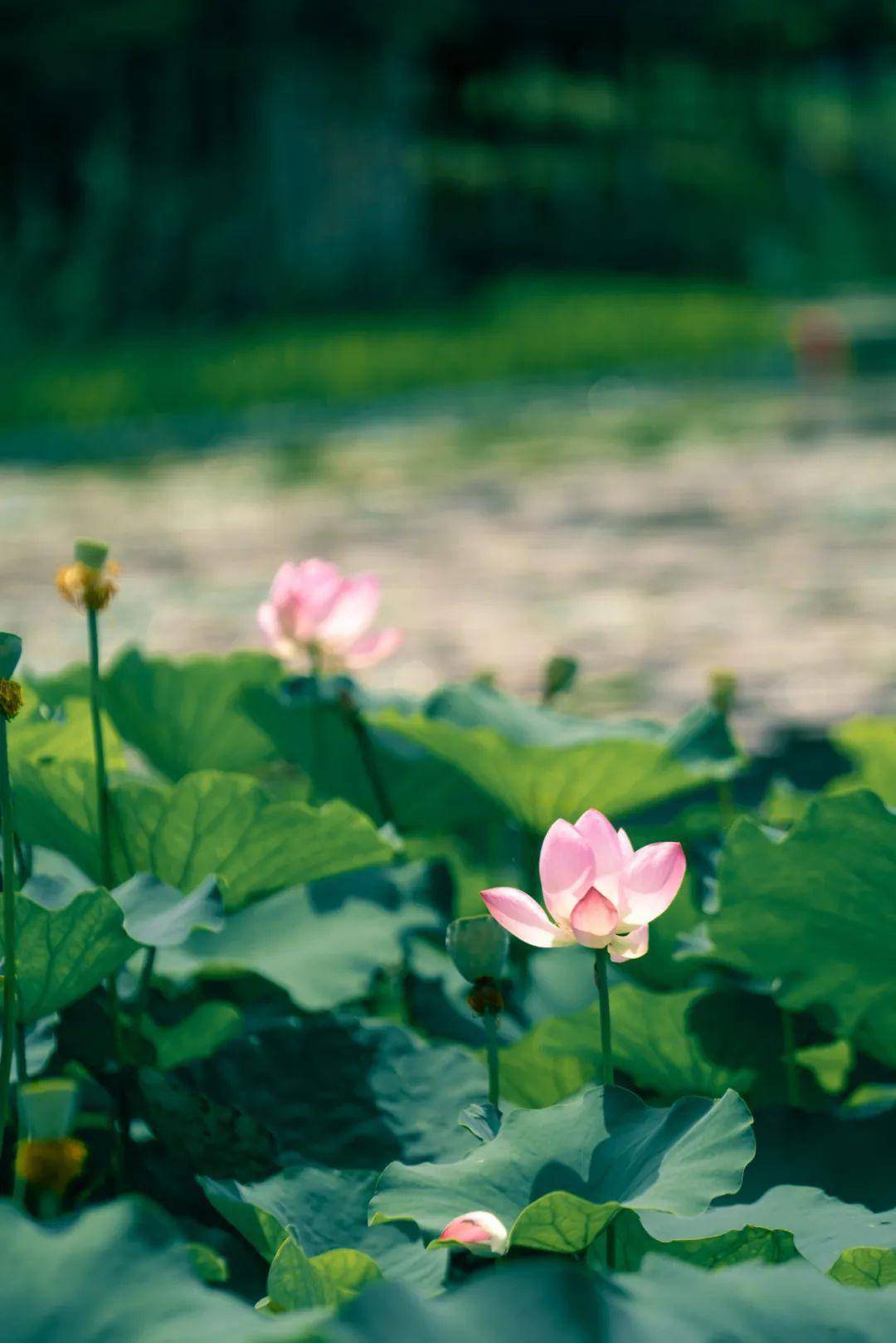 没有一位新北妈妈,会拒绝这组头像06_荷花_常州_荷塘