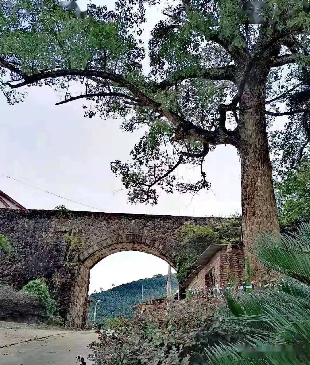 永安市西洋镇蚌口村图片