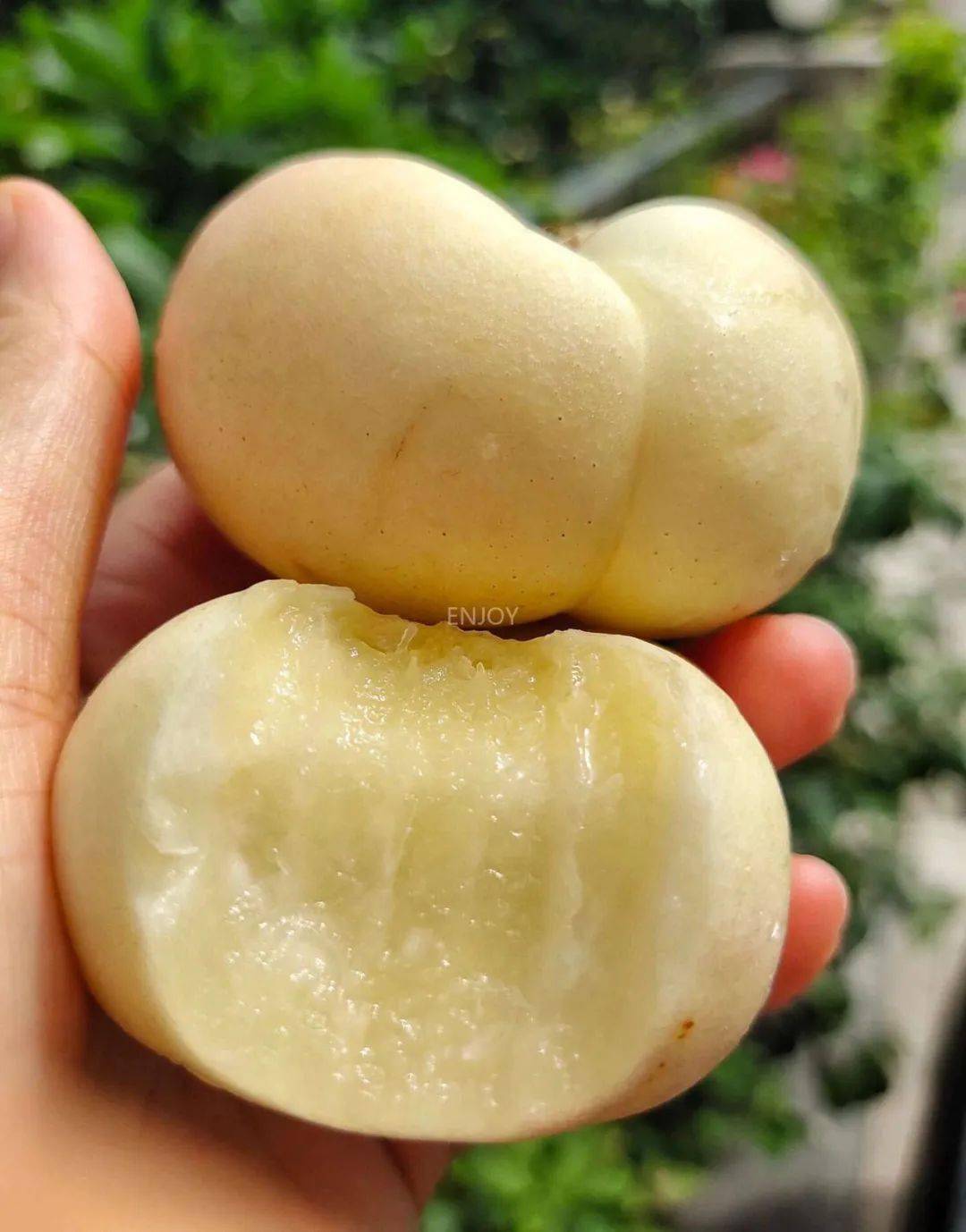 甜度1877口感宛如冰淇淋,好吃到哭00白蟠桃99是颜值口