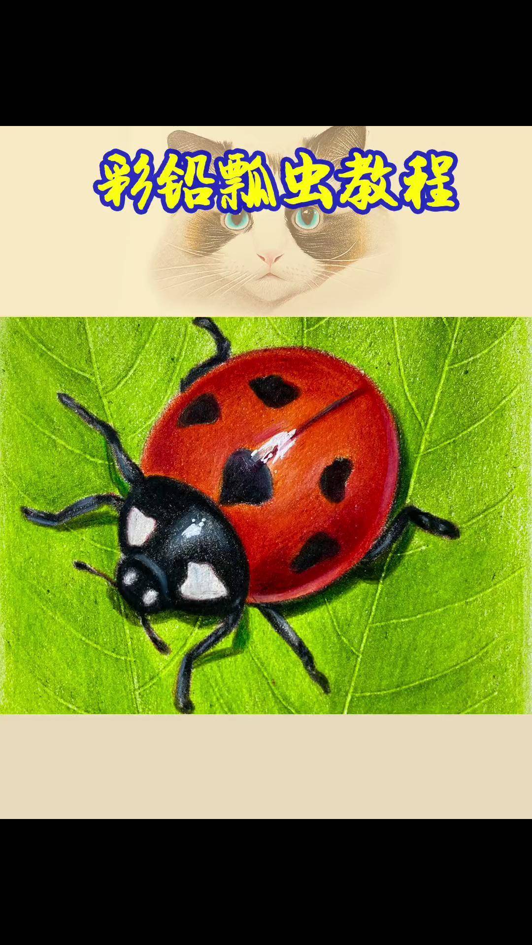 彩铅小瓢虫教程画画 手绘 一起学画画彩铅 绘画过程