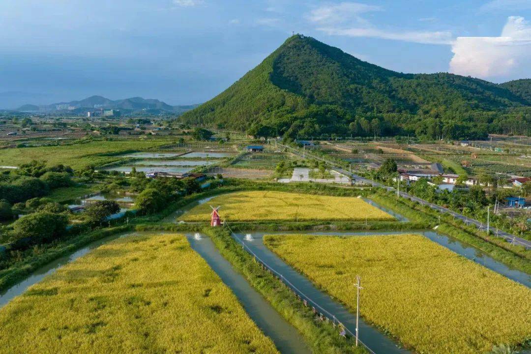 诗意田园,美如油画……荷花娇艳,稻穗金黄,实现稻,藕,虾三丰收,"稻