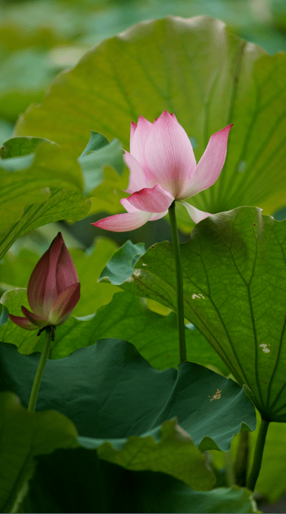 《踏莎行·游曲院风荷》庄灿煌