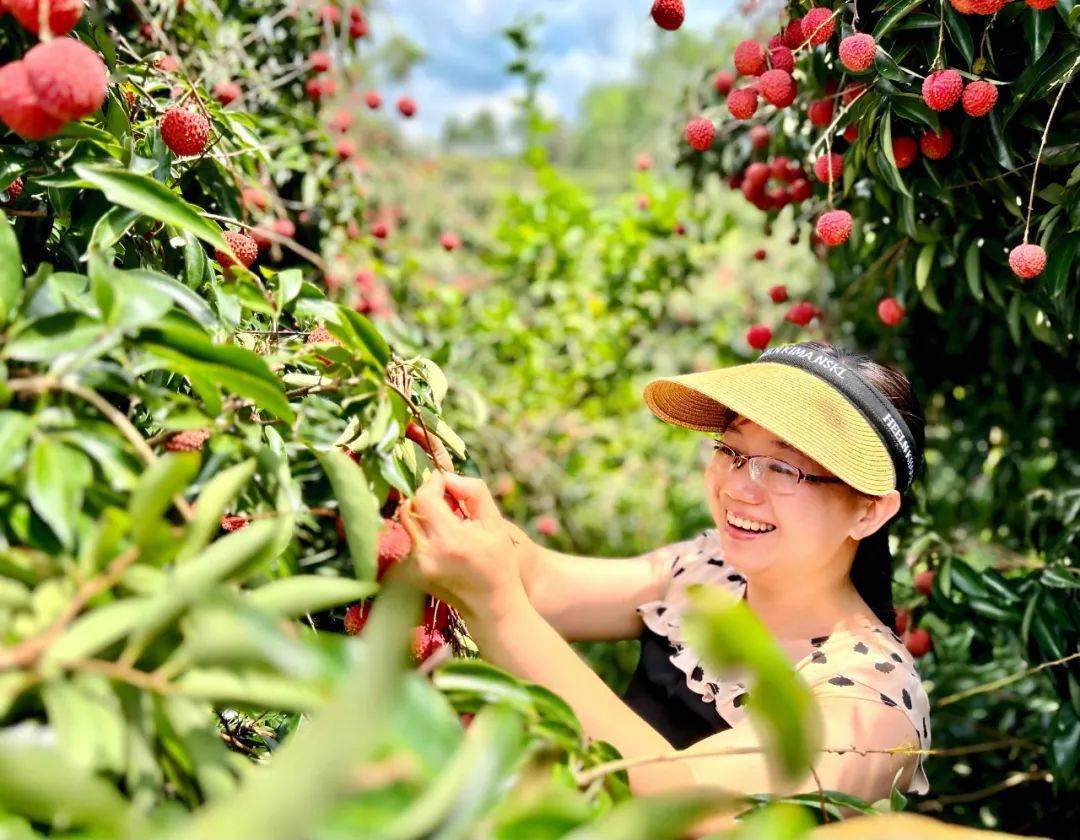 桂平麻垌镇漫山遍野荔枝红…_活动_产业_资料