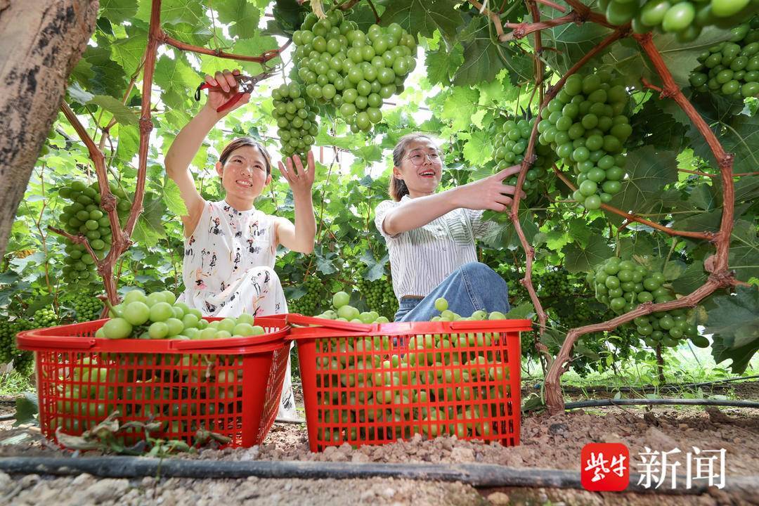 连云港赣榆:"农旅葡萄"迎丰收_黑林镇_大棚_游客