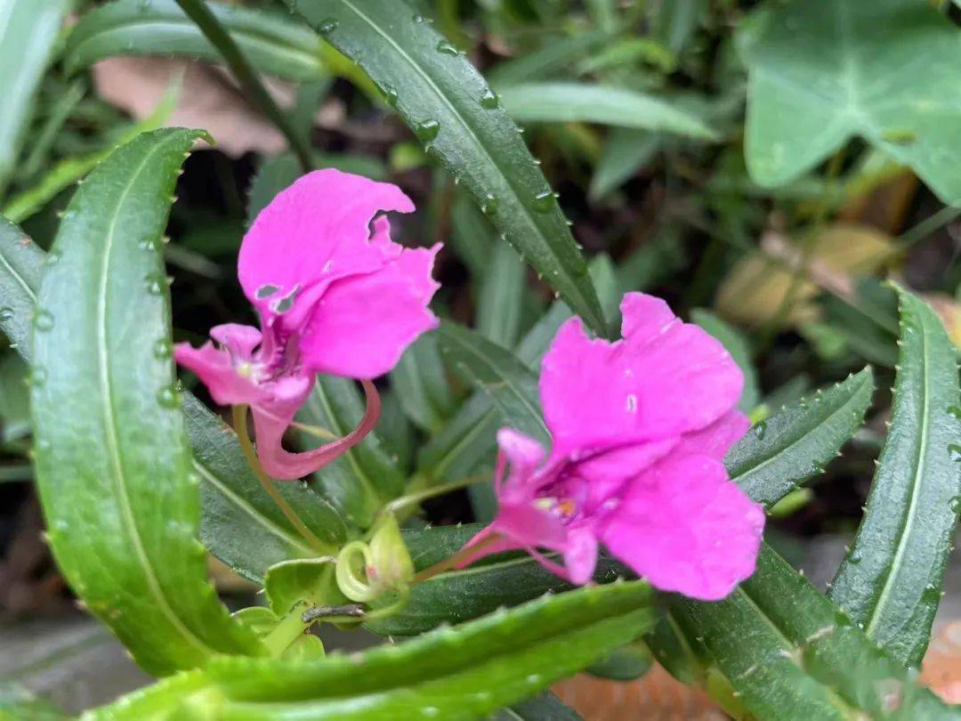 科堇菜属97,假鞭叶铁线蕨 adiantum malesianum凤尾蕨科铁线蕨属98,扇