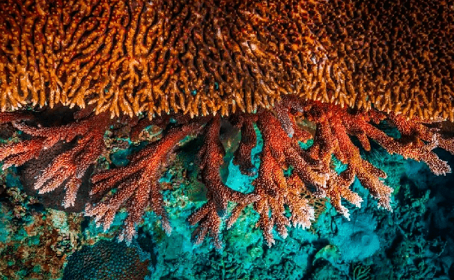 有效证明报名内含3天专业培训 1次ow潜水证考试初级潜水课程华润石梅