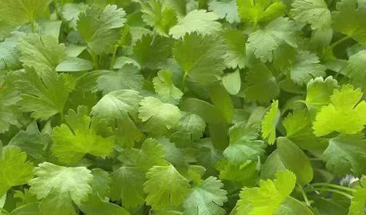 夏季吃这种调味菜可增进食欲,健胃消食,糖友不妨试试看_香菜_芫荽