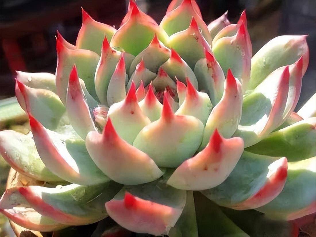 玫瑰_丽娜_美人