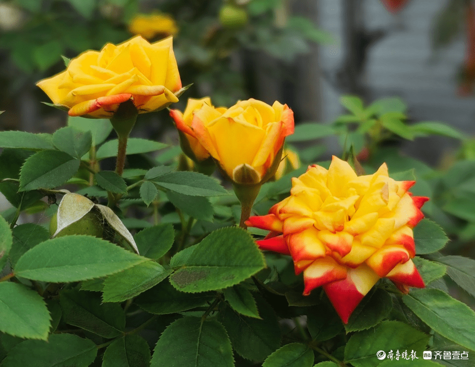 五彩月季花,小巧玲珑好迷人_花朵_高军_开花
