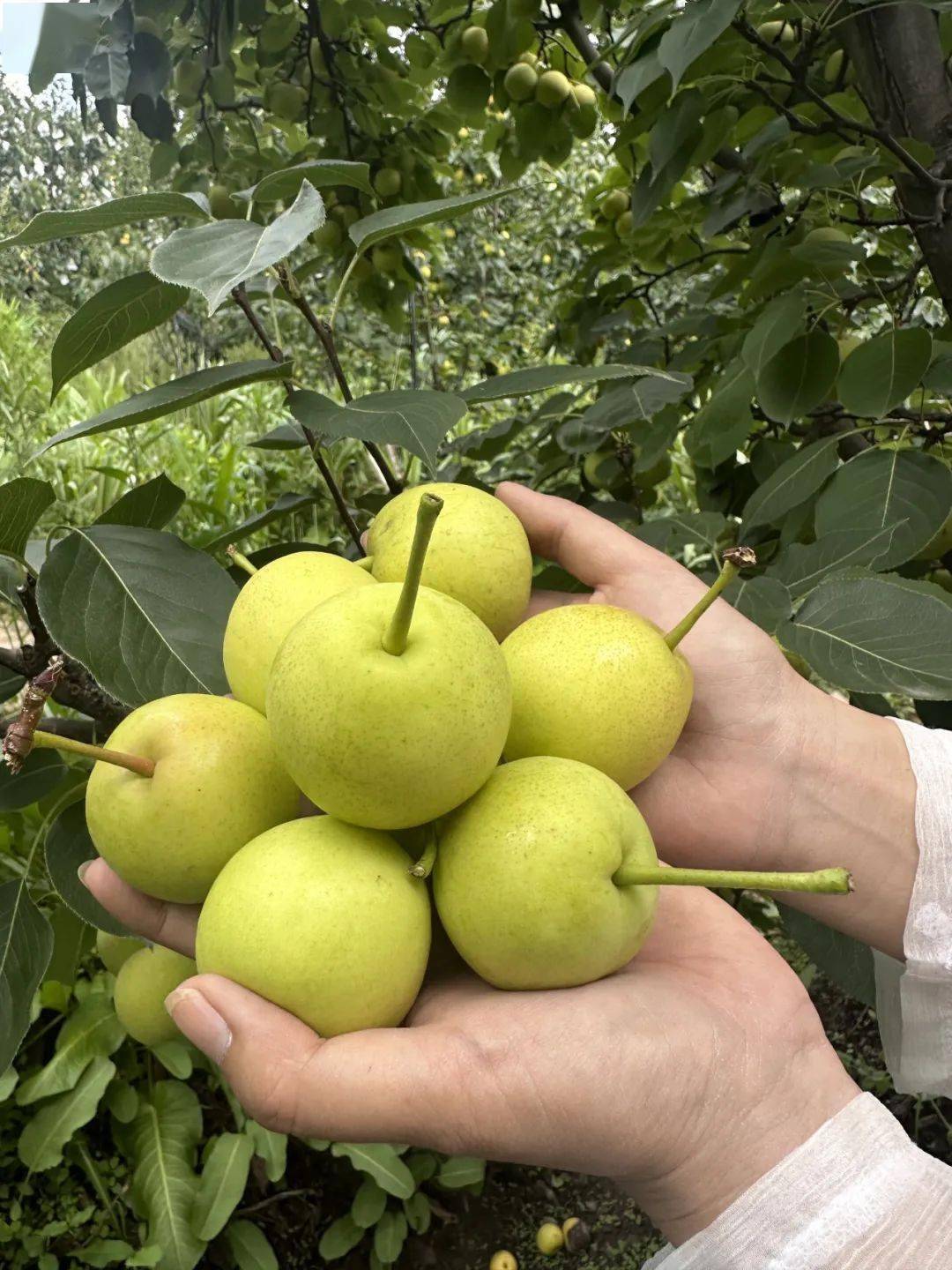 产地食材▎吸满太阳精华的小蜜梨:丁香蜜梨,鲜脆