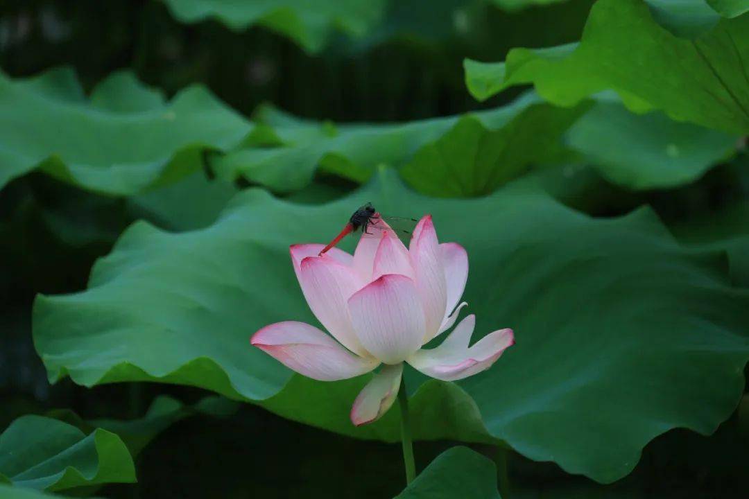 绿美陆河 邀您赏荷!共联的荷花开啦!快来打卡_夏天_荷叶_地址