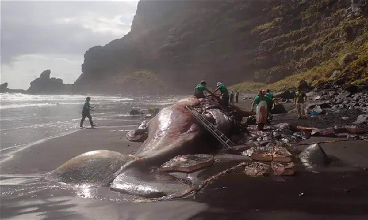 抹香鲸尸体中被发现9.5公斤龙涎香：一起引发对海洋生态保护的思考