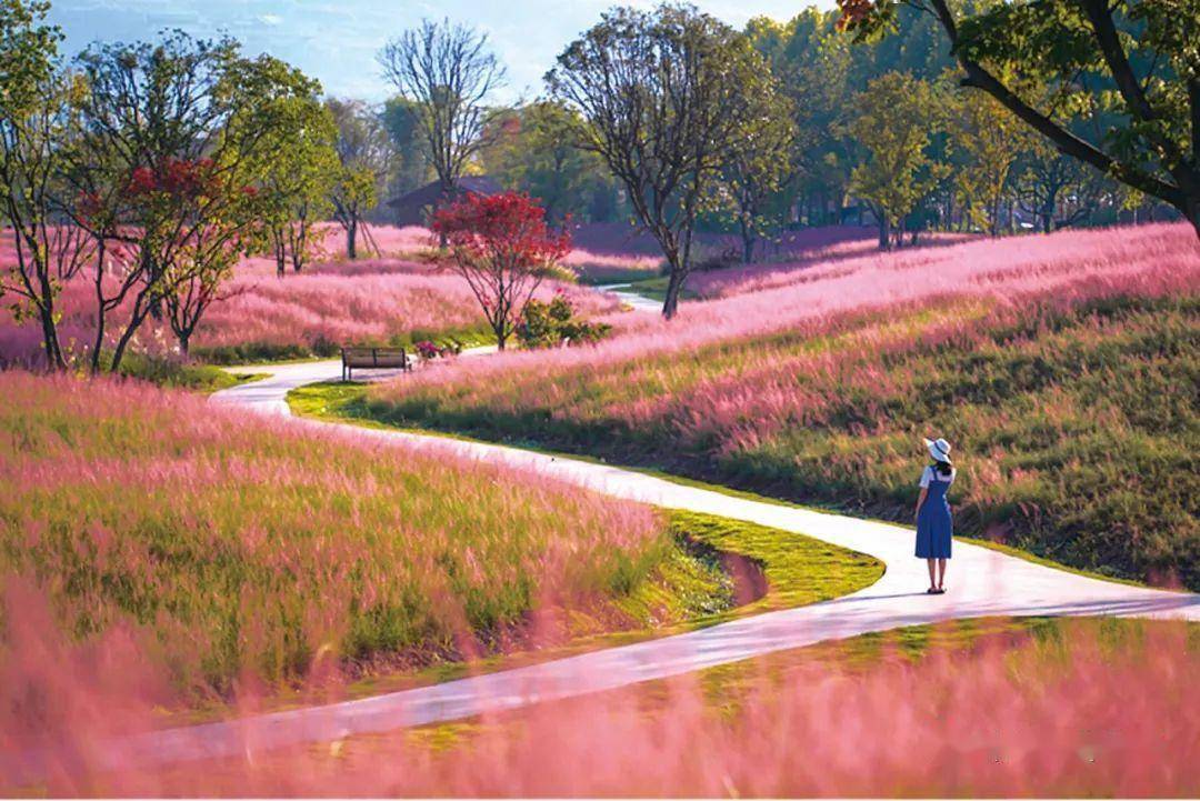 粉黛乱子草种植养护和景观应用 | 技术