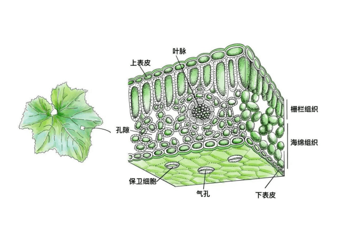 南瓜结构示意图图片