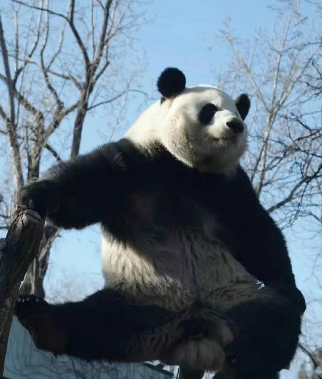 主播点评:大熊猫霸榜热搜!