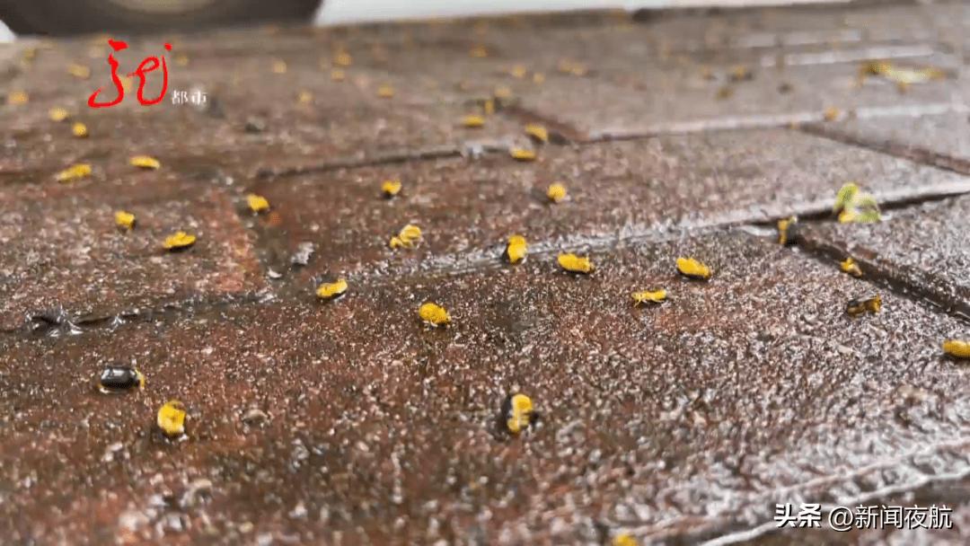 甲壳虫昆虫咬人图片