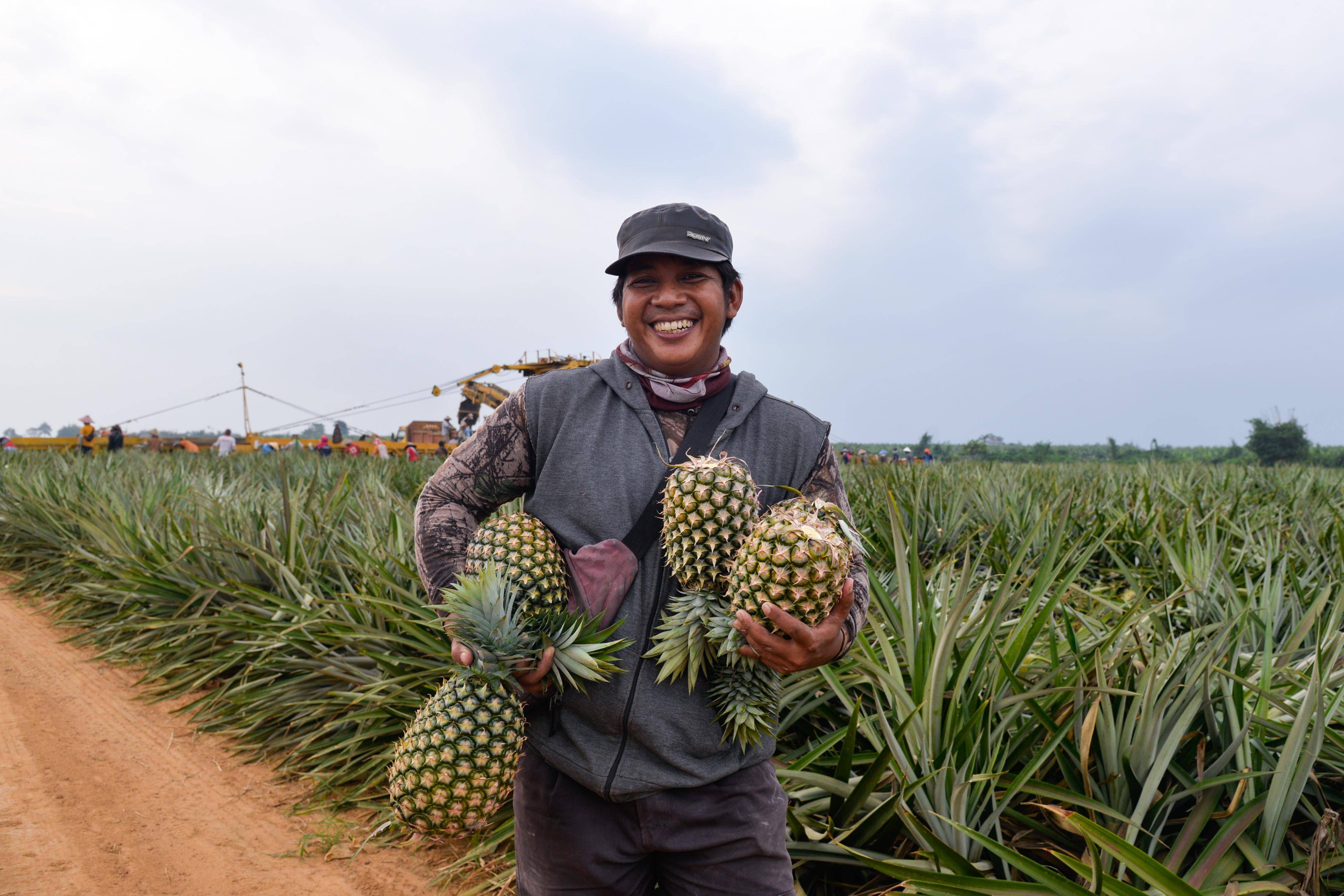 (国际)印尼楠榜:采摘菠萝