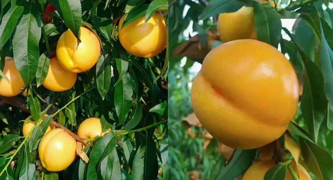 【口碑推荐】正宗平谷黄油桃和蟠13来喽～_大桃_商品_果园