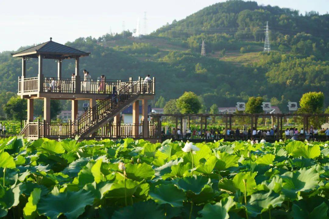 汉阴县双乳镇千亩荷塘汉阴县2023年荷香旅游季系列活动7月5日晚荷花迎