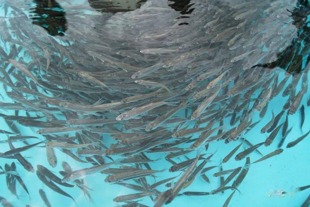 第十六届青海湖裸鲤增殖放流活动暨观鱼节开幕_生态_保护_刚察