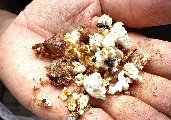 耗子哥小时候喂过的洋虫!几十年没有看见过了_中药