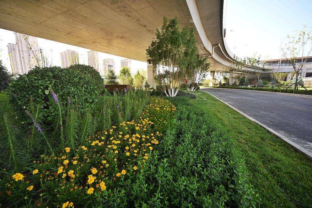 朝阳站迎宾大道展开"槐荫消夏图",桥下空间变"绿心"_北京_朝阳区_生态